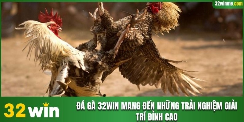 Đá gà 32WIN mang đến những trải nghiệm giải trí đỉnh cao