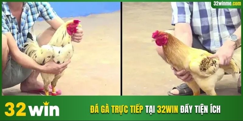 Đá gà trực tiếp