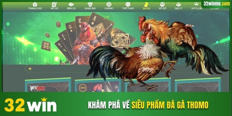 Khám phá về siêu phẩm đá gà ThomoKhám phá về siêu phẩm đá gà Thomo