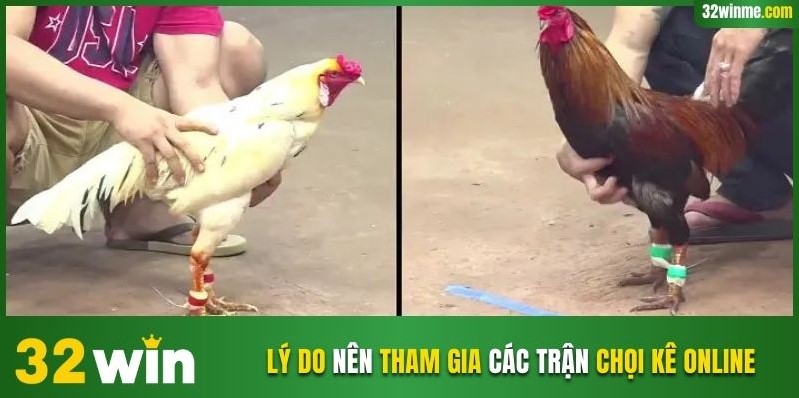Lý do nên tham gia các trận chọi kê online