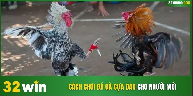 Mẹo cá cược chọi kê bất bại từ chuyên gia