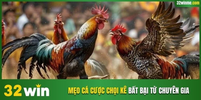 Mẹo cá cược chọi kê bất bại từ chuyên gia